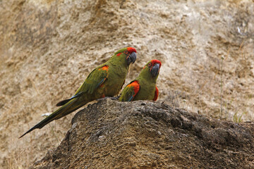 Red-fronted Macaw, ara rubrogenys, Pair standing on Rocks