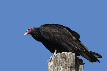 South American Turkey Vulture, cathartes aura ruficollis, Adult