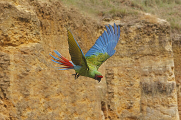Red-fronted Macaw, ara rubrogenys, Adult in Flight © slowmotiongli