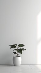 Serene Minimalist White Wall with Indoor Plant.