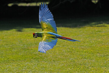 Military Macaw, ara militaris, Adult in Flight © slowmotiongli