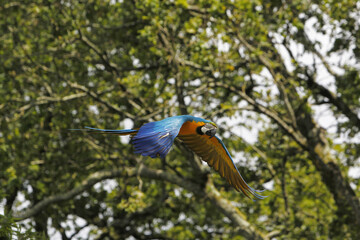 Blue and Yellow Macaw, ara ararauna, Adult in Flight © slowmotiongli