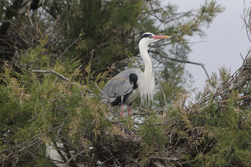 Grey Heron, ardea cinerea, Adult standing on Nest, Camargue in the South of France