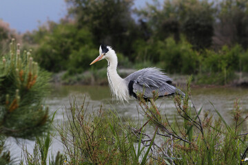 Grey Heron, ardea cinerea, Adult standing on Branch, Camargue in the South of France - obrazy, fototapety, plakaty