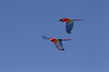 Red-and-Green Macaw, ara chloroptera, pair in Flight © slowmotiongli