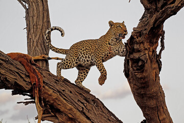 Leopard, panthera pardus, Adult standing in Tree, with a Kill, Moremi Reserve, Okavango Delta in Botswana