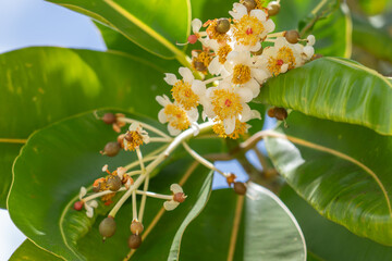 Calophyllum inophyllum is a large evergreen plant, commonly called tamanu, oil-nut, mastwood, beach calophyllum or beautyleaf. Pearl Harbor Visitor Center, Honolulu, Oahu, Hawaii