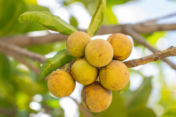 Calophyllum inophyllum is a large evergreen plant, commonly called tamanu, oil-nut, mastwood, beach...