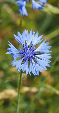 Fleur de centaur&eacute;e bleuet ou barbeau (Cyanus segetum) au sommet d'une tige velout&eacute;e tremblant dans le vent
