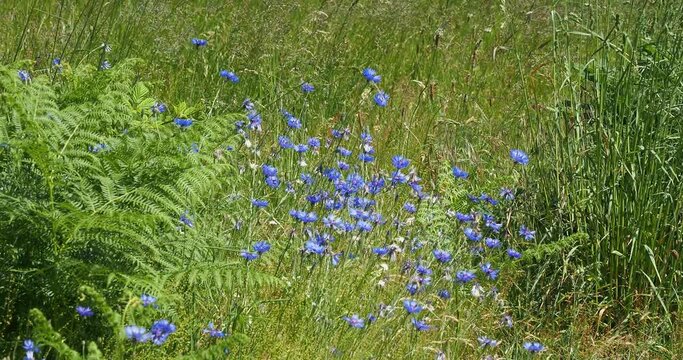 (Cyanus segetum) Centaur&eacute;es bleuets ou bleuets des champs en bord de chemin au sommet de tiges se courbant dans le vent
