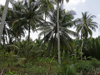 Fototapeta na wymiar Vietnam, Mekong Delta, coconut Trees