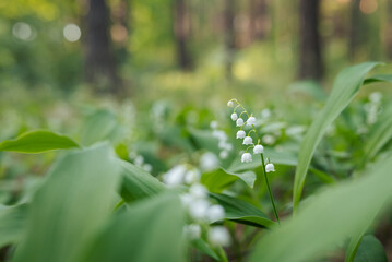 Close up of bright blooming lily of the valley flower in evening forest. Convallaria majalis in full bloom in spring