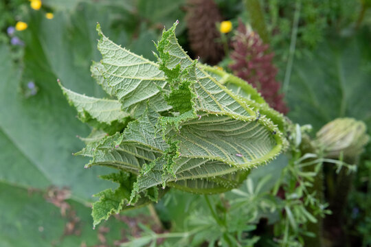 fresh new Gunnera leaf