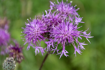 Obraz premium Young Bush of meadow cornflower , Centaurea jacea