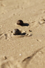 Two brown shells on a river beach with animal tracks in the sand on a sunny autumn day. Color photo, focus on the front subject with a blurred background.