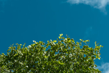 Guaiacum officinale, roughbark lignum-vitae, guaiacwood or gaïacwood, is a species of tree in the caltrop family, Zygophyllaceae,  Lanikai Pillbox Hike, Honolulu, Oahu, Hawaii