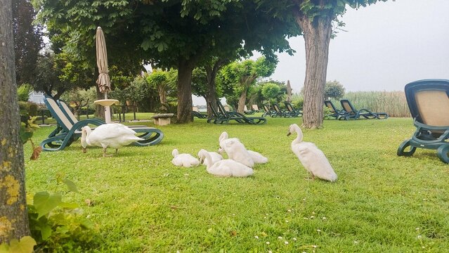 fam&iacute;lia de cisne