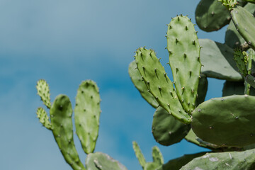 Opuntia cochenillifera is a species of cactus in the subfamily Opuntioideae.  It may have been endemic to Mexico, but has been widely introduced. Lanikai Pillbox Hike, Honolulu, Oahu, Hawaii © youli zhao