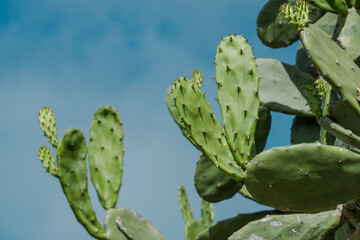 Opuntia cochenillifera is a species of cactus in the subfamily Opuntioideae.  It may have been endemic to Mexico, but has been widely introduced. Lanikai Pillbox Hike, Honolulu, Oahu, Hawaii