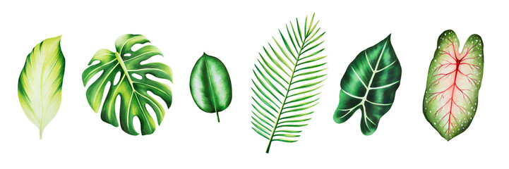 Watercolor set of realistic tropical leafs. Illustration of monstera, caladium alocasia and palm leafsisolated on white background. Beautiful botanical hand painted floral elements. For designers,  © Natalia