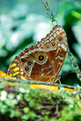 owl eye butterfly feeding on a slice of orange