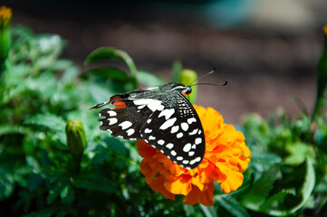 A close-up photo of a butterfly on a flower