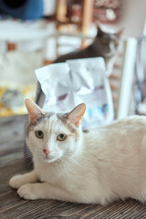 cat lying down on wooden table looking at camera.