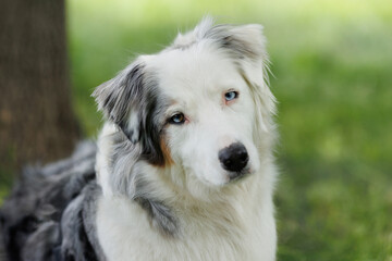 Portrait of an Australian Shepherd dog on the green grass.