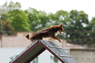 Border Collie obediens agility performance for competitions. Agility.