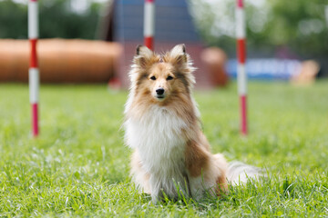 Cute, fluffy sable white Scottish Shepherd, portrait of a little sheltie on a green grass field.