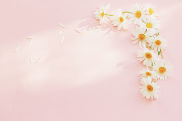 Obraz na płótnie Canvas white chamomile flowers on pink background in sunlight