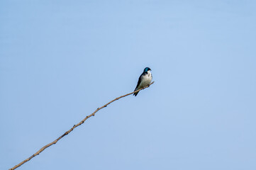 A Tree Swallow Tachycineta bicolor a migratory bird perched high on a long tree branch
