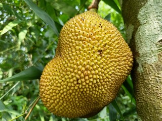 Durian on a tree