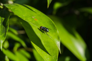 A green fly is perched on the surface of a leaf in the natural light of the morning sun. Flies are vectors of various diseases caused by parasites, bacteria, viruses and fungi.