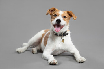 cute jack russell type mixed breed dog lying on the floor in the studio on a grey background - obrazy, fototapety, plakaty