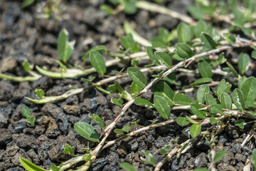 Alysicarpus vaginalis is a species of flowering plant in the legume family, Fabaceae. alyce clover, buffalo clover, buffalo-bur, one-leaf clover, and white moneywort. Pearl Harbor Visitor Center