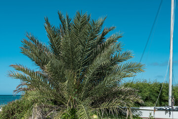 Fototapeta na wymiar Phoenix dactylifera, commonly known as the date palm, is a flowering-plant species in the palm family, Arecaceae, Lanikai Beach, Honolulu, Oahu, Hawaii