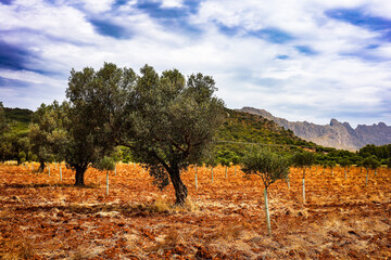 Olivenhain auf Mallorca an einem bewölkten Tag
