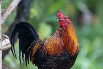 rooster in the street in the Philippines