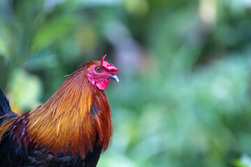 rooster in the street in the Philippines