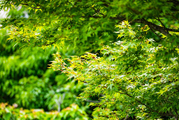 初夏の昼下がりの新緑風景