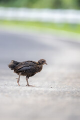 little rooster in the street in the Philippines