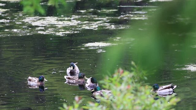 canard colvert sur un lac
