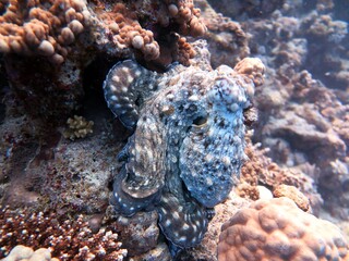 Octopus changing color and swimming in the sea