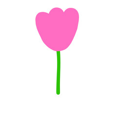 Pink tulip 