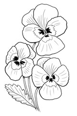 line ink drawing of pansies