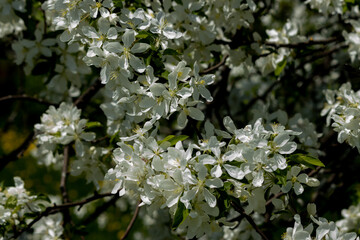 Pretty in White; Blossoms in the Spring