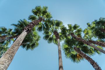 Washingtonia robusta, known by common name as the Mexican fan palm, Mexican washingtonia, or skyduster is a palm tree. Las Vegas Blvd S, Nevada Summer Travel © youli zhao