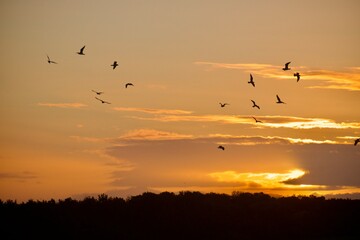 birds flying in the sunrise
