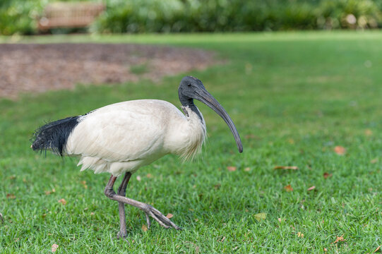 Australian white ibis. Threskiornis molucca